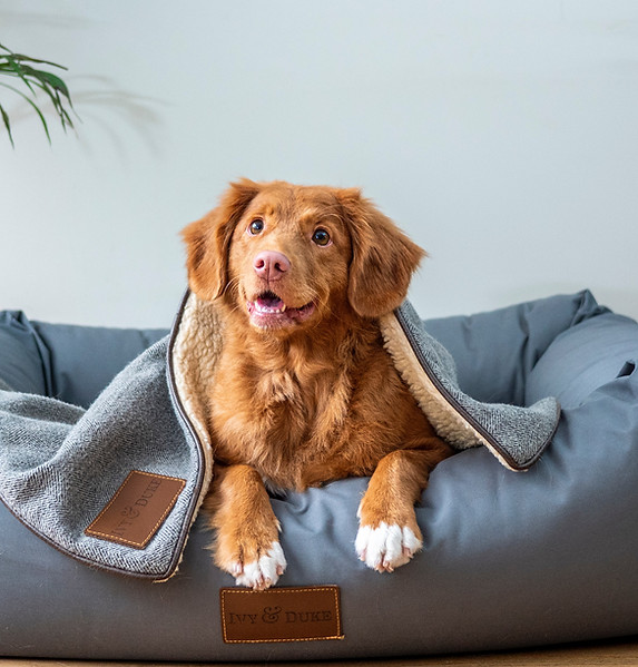 Home TAG Pet Rescue Animal Rescue Service UK